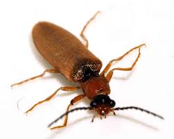 Attēlu rezultāti vaicājumam “Denticollis linearis”