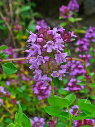 Attēlu rezultāti vaicājumam “Thymus serpyllum”