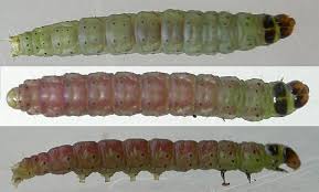 Attēlu rezultāti vaicājumam “Carpatolechia alburnella”