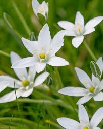 Attēlu rezultāti vaicājumam “Ornithogalum umbellatum flower”