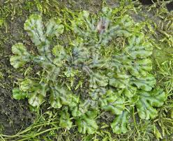 Image result for Marchantia polymorpha