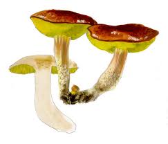 Attēlu rezultāti vaicājumam “Flaviporus citrinellus”