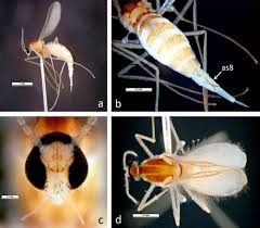 Attēlu rezultāti vaicājumam “Cecidomyiidae”