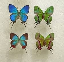 Attēlu rezultāti vaicājumam “Agrodiaetus amandus female”