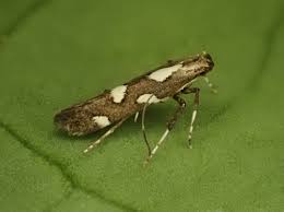 Attēlu rezultāti vaicājumam “Gracillaria syringella imago”