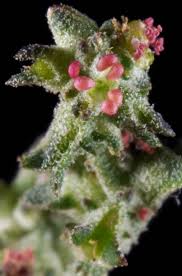 Attēlu rezultāti vaicājumam “Atriplex patula fruit”