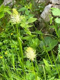 Attēlu rezultāti vaicājumam “Phyteuma spicatum”