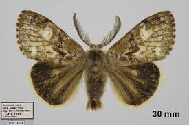 Attēlu rezultāti vaicājumam “Gynaephora selenitica”