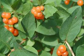 Attēlu rezultāti vaicājumam “Lonicera tatarica fruit”