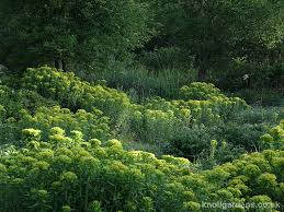 Attēlu rezultāti vaicājumam “Euphorbia palustris”