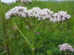 Image result for Valeriana officinalis