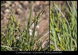 Attēlu rezultāti vaicājumam “Carex lepidocarpa fruit”