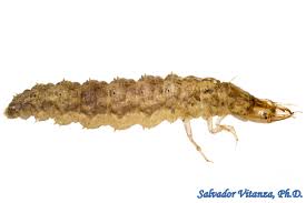 Attēlu rezultāti vaicājumam “Therevidae larva”