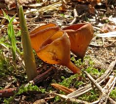 Attēlu rezultāti vaicājumam “Octospora splachnophila”