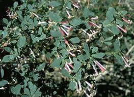 Attēlu rezultāti vaicājumam “Symphytocarpus impexus”