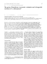 Attēlu rezultāti vaicājumam “Clastoderma debaryanum”