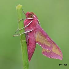 Attēlu rezultāti vaicājumam “Deilephila porcellus”