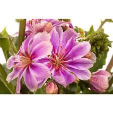 Image result for Bitterwurz