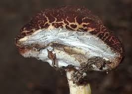 Attēlu rezultāti vaicājumam “Hypomyces chrysospermus”