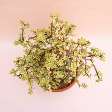 Attēlu rezultāti vaicājumam “Portulacaceae”