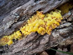 Attēlu rezultāti vaicājumam “Badhamia utricularis stalked”