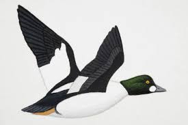 Attēlu rezultāti vaicājumam “Bucephala clangula”