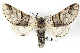 Attēlu rezultāti vaicājumam “Furcula bifida”