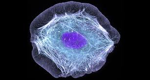 Attēlu rezultāti vaicājumam “Nardia scalaris cells”