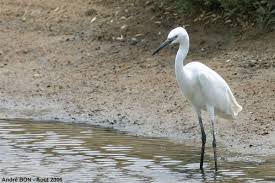Image result for Egretta garzetta