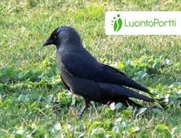 Attēlu rezultāti vaicājumam “Corvus monedula adult”