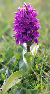 Attēlu rezultāti vaicājumam “Dactylorhiza ochroleuca flower”