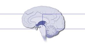 Attēlu rezultāti vaicājumam “Charissa ambiguata”