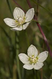 Attēlu rezultāti vaicājumam “Parnassia palustris”