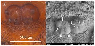 Attēlu rezultāti vaicājumam “Eupeodes nielseni”