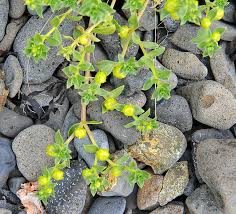 Attēlu rezultāti vaicājumam “Honckenya peploides”