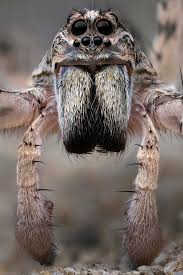 Attēlu rezultāti vaicājumam “Lycosidae”