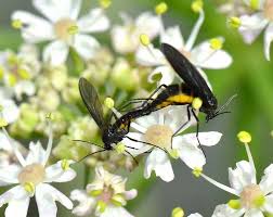 Attēlu rezultāti vaicājumam “Sciara analis”