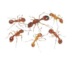 Attēlu rezultāti vaicājumam “Myrmica rubra”