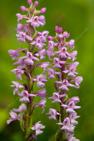 Attēlu rezultāti vaicājumam “Gymnadenia conopsea flower”