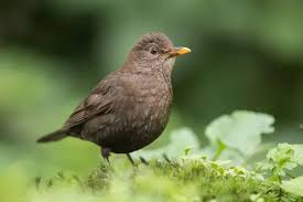 Attēlu rezultāti vaicājumam “Turdus merula female”