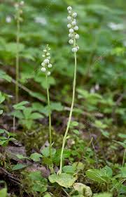 Attēlu rezultāti vaicājumam “Pyrola minor flower”