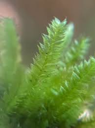 Attēlu rezultāti vaicājumam “Pseudotaxiphyllum elegans macro”