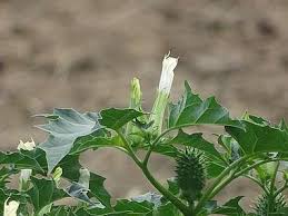 Image result for Datura stramonium