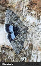 Attēlu rezultāti vaicājumam “Catocala fraxini”