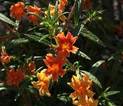 Image result for Mimulus x hybrida