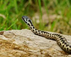 Attēlu rezultāti vaicājumam “Vipera berus adult”