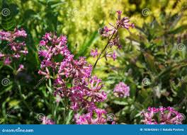 Attēlu rezultāti vaicājumam “Silene viscaria”