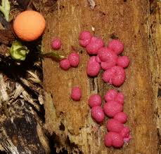 Attēlu rezultāti vaicājumam “Lycogala confusum young”