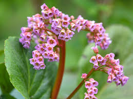 Image result for Bergenie