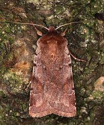 Attēlu rezultāti vaicājumam “Cerastis rubricosa”